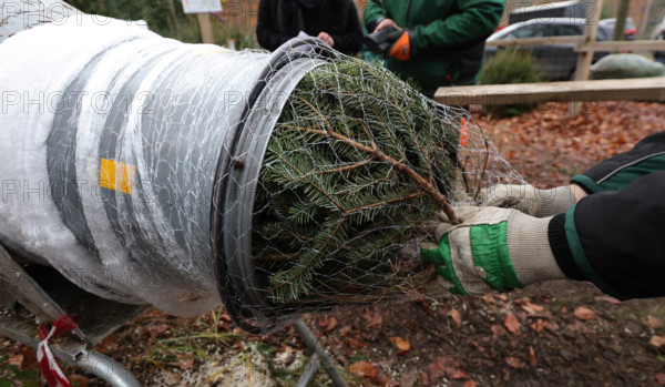04.12.2022, Deutschland, NRW, Weihnachten, Weihnachtsbäume, Tannenbäume, Ein Baum wird eingenetzt, Weihnachtsbaumnetzger