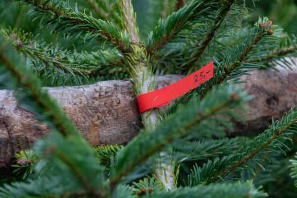 Melle, Deutschland 14. Maerz 2021: Symbolbilder - Weihnachtsbaumverkauf - 2021 Verkauf von Weihnachtsbäumen, Symbolbild