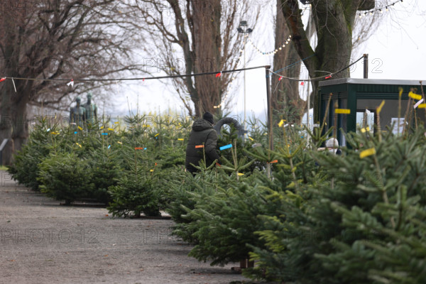 Niedersachsen, Hannover, der Weihnachtsbaum Verkauf hat begonnen, Tanne, Nordmann, Weihnachtsbaumverkauf am Maschsee, **