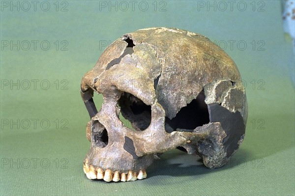 Skull Of Homo Sapiens Archaic