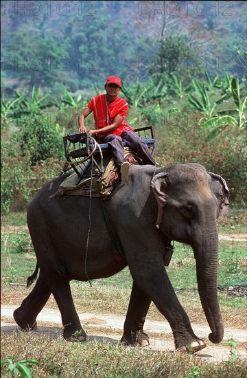 ELEPHANT-THAILANDE-TOURISME