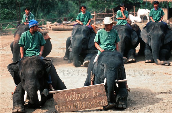 ELEPHANT-THAILAND-TOURISM