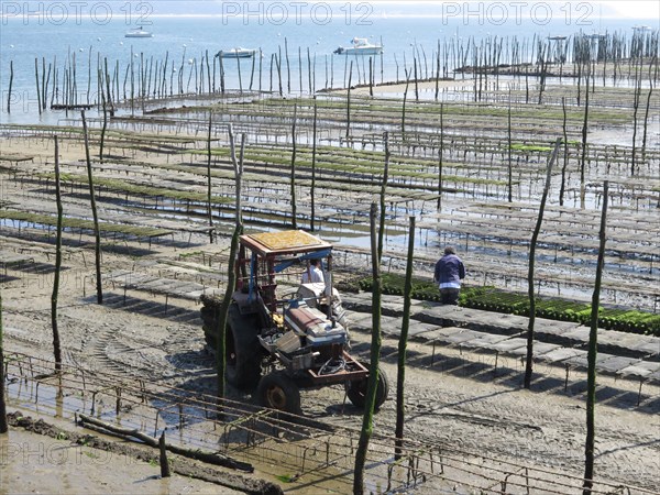 Oyster farmers in the Bay of Arcachon working on oyster production