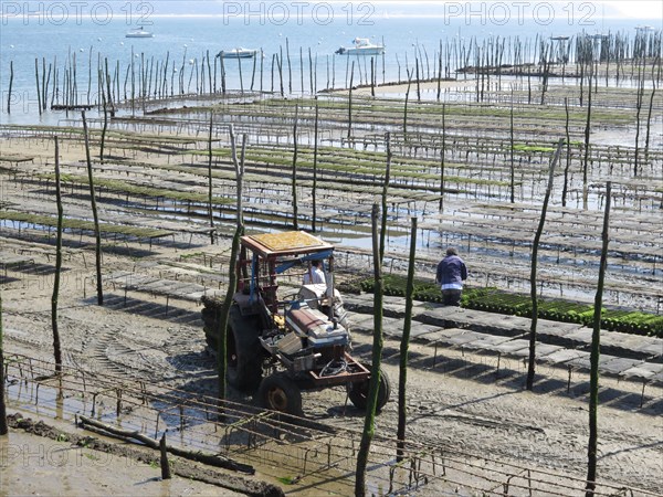 Ostréiculteurs du Bassin d'Arcachon travaillant à la production des huîtres