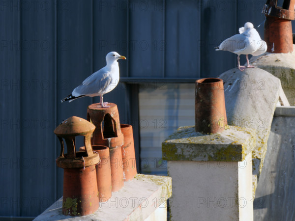 FRANCE RÉGIONS-NORMANDIE