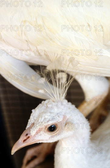 THAILANDE ANIMAUX ALBINOS