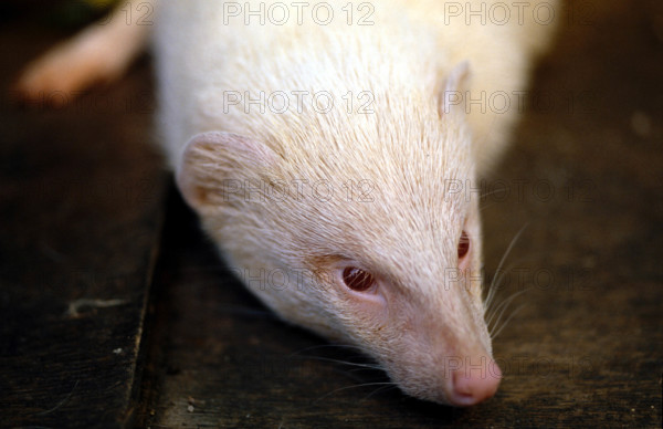 THAILANDE ANIMAUX ALBINOS