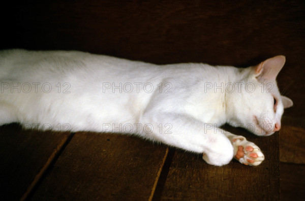 THAILANDE ANIMAUX ALBINOS