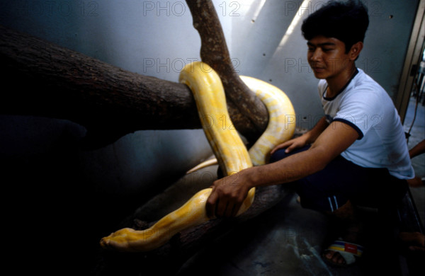 THAILANDE ANIMAUX ALBINOS