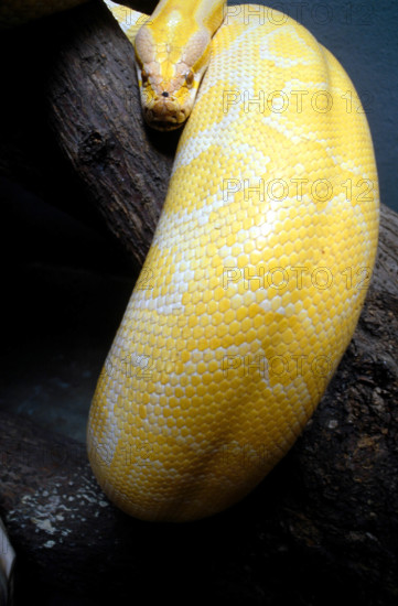 THAILANDE ANIMAUX ALBINOS