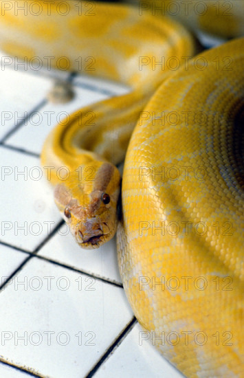 THAILANDE ANIMAUX ALBINOS