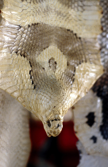 THAILANDE ANIMAUX ALBINOS