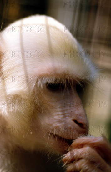 THAILANDE ANIMAUX ALBINOS