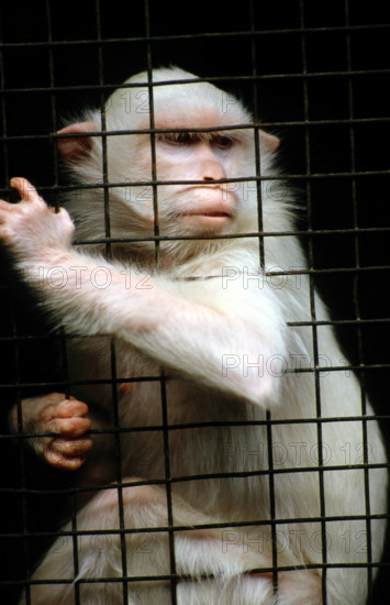 THAILANDE ANIMAUX ALBINOS