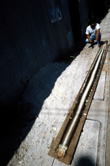 THAILANDE ANIMAUX ALBINOS