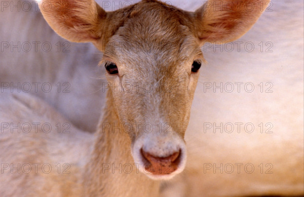 THAILANDE ANIMAUX ALBINOS