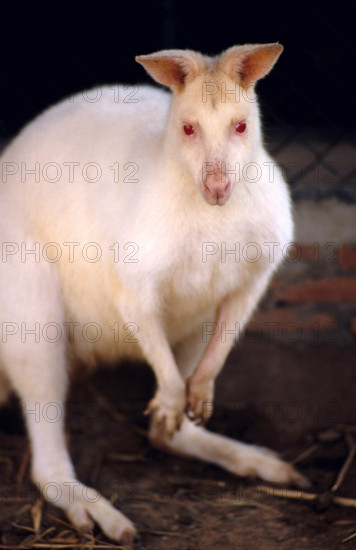 THAILANDE ANIMAUX ALBINOS
