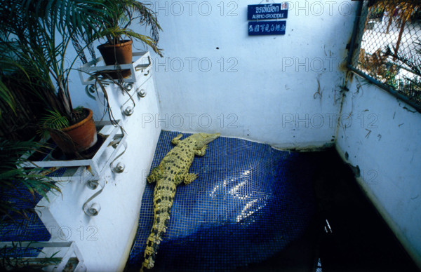 THAILANDE ANIMAUX ALBINOS