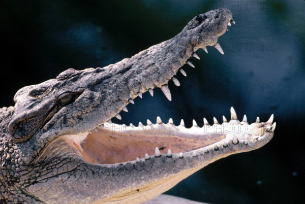 ZOO ANIMAUX ALBINOS // ALBINO ANIMALS ZOO