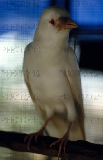 THAILANDE ANIMAUX ALBINOS