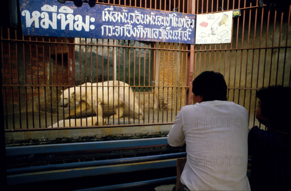 THAILANDE ANIMAUX ALBINOS
