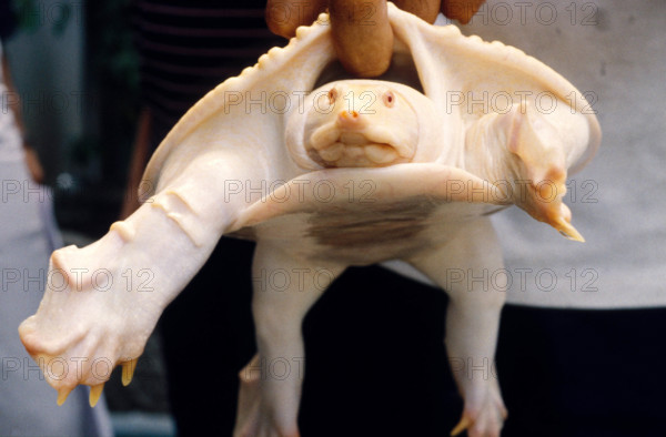 THAILANDE ANIMAUX ALBINOS