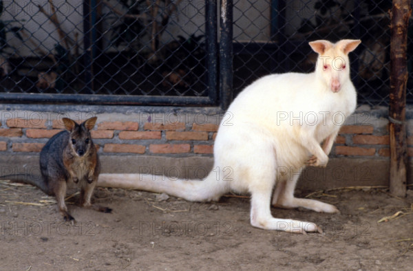 THAILANDE ANIMAUX ALBINOS