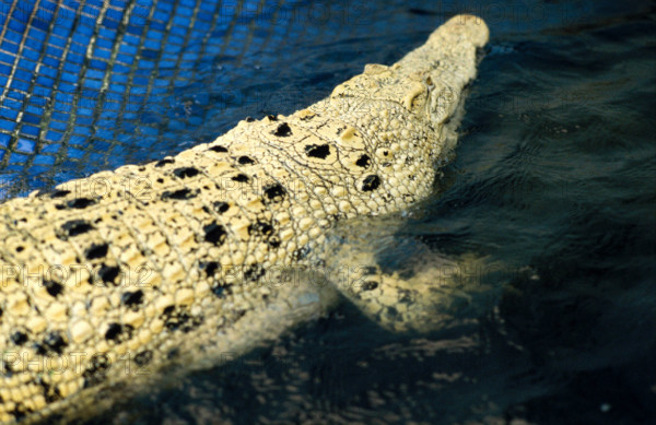 THAILANDE ANIMAUX ALBINOS