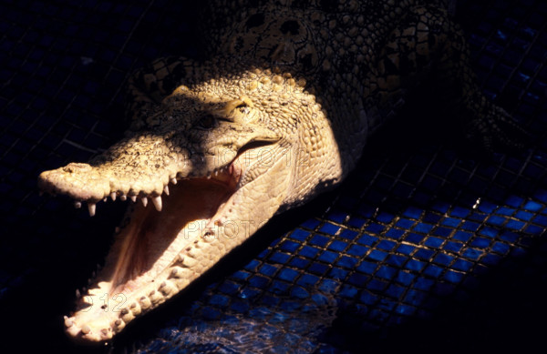 THAILANDE ANIMAUX ALBINOS