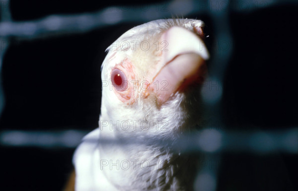 THAILANDE ANIMAUX ALBINOS
