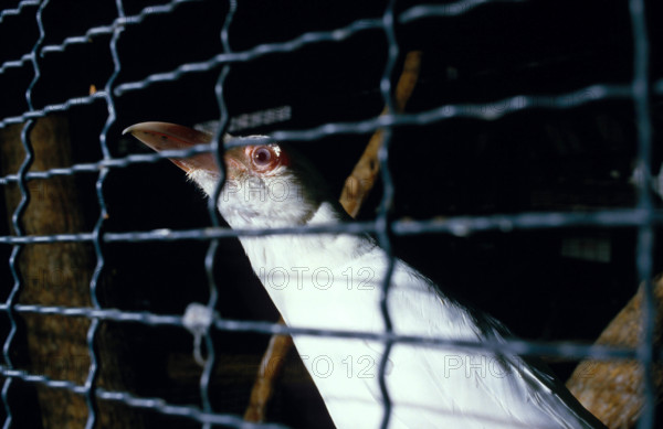 THAILANDE ANIMAUX ALBINOS