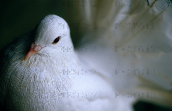 PIGEON ALBINOS // ALBINO PIGEON