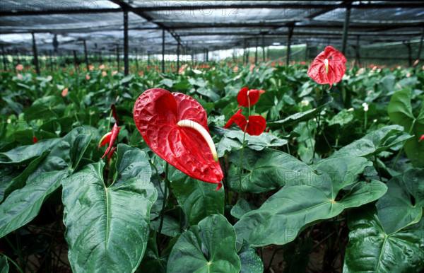 ILE MAURICE - TOURISME