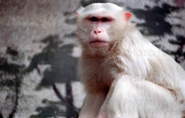 THAILANDE ANIMAUX ALBINOS