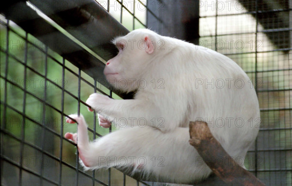 THAILANDE ANIMAUX ALBINOS