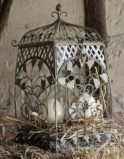 Eggs for dinner: eggs in a cage
