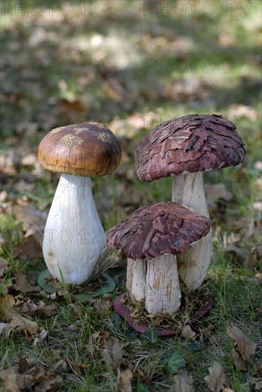 Meal on a forest theme: mushrooms