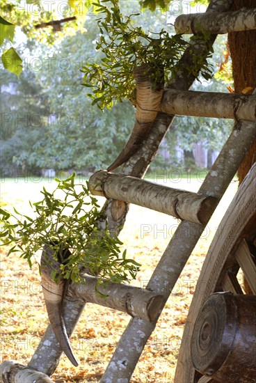 Typical French buffet: wood ladder decorated with bunches of mistletoe in horn vases