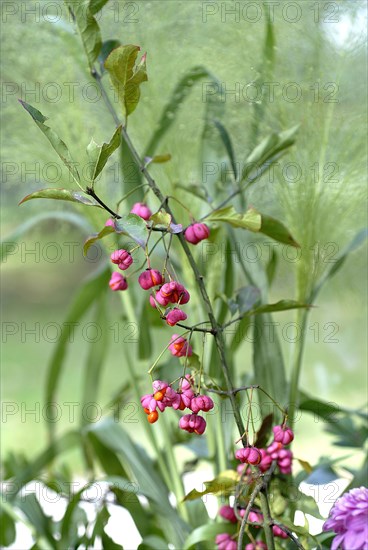 Repas forestier : fleurs d'automne