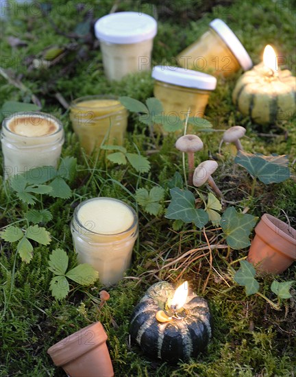 Meal on a forest theme: eggs cooked with milk and pumpkin candy creams