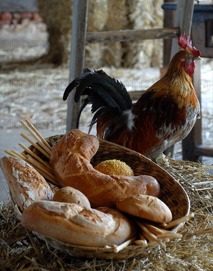 Eggs for dinner: several breads