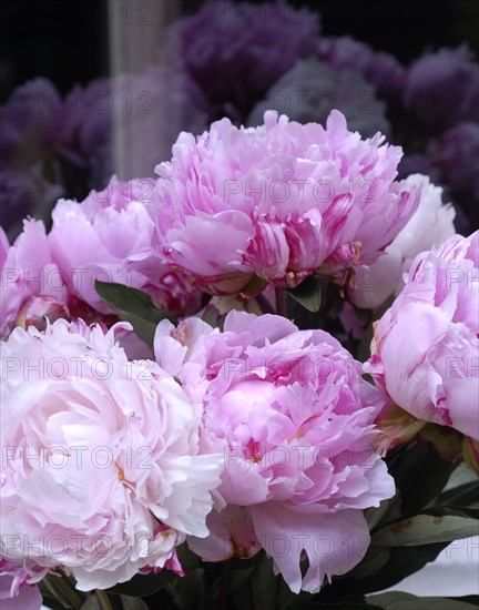 Meal in pink and green theme: peonies