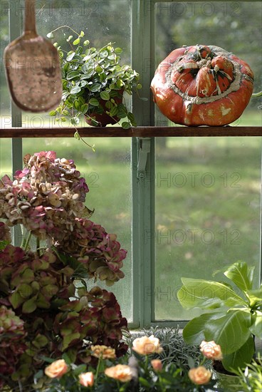 Meal on a forest theme: flowers, hydrangeas and pumpkin