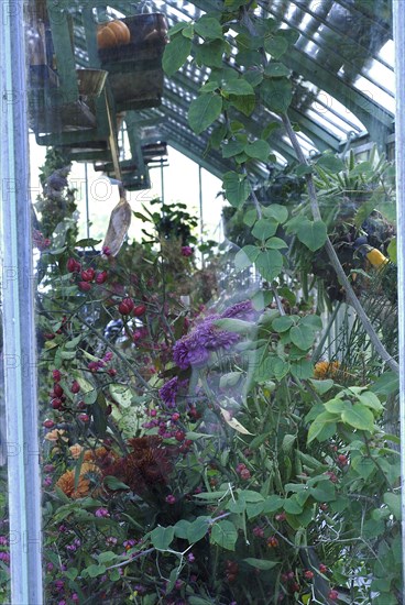 Meal on a forest theme: greenhouse