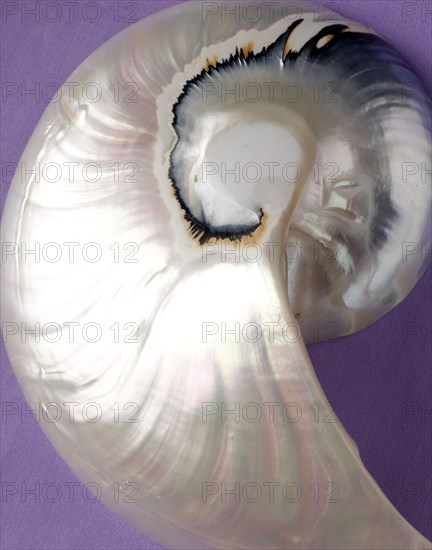 Glamour dinner 'sewing theme': pearly shell
