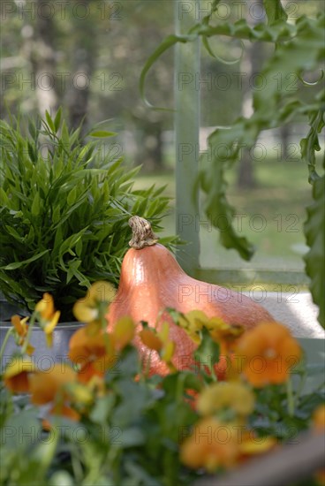 Meal on a forest theme: flowers and pumpkin