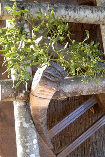 Typical French buffet: wood ladder with bunches of mistletoe in horn vases