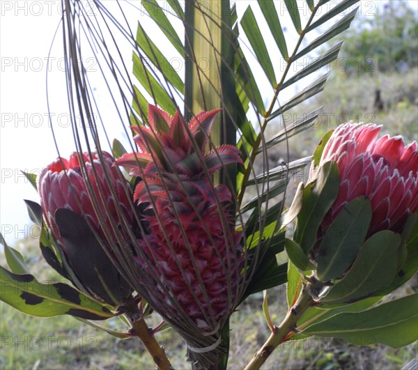 The Robinson Crusoe buffet: piece of decoration with pineapple