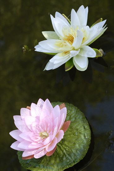 Buffet Robinson : fleurs de nénuphars