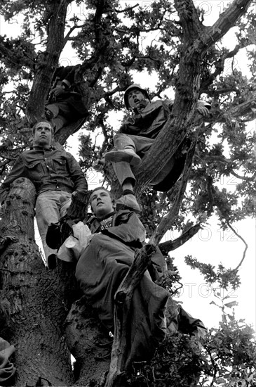 Music Fans watching from up a tree at The Isle of Wight Pop Festival
30th August 1969.